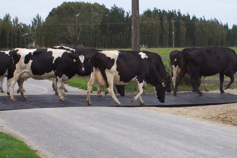 Cows crossing a road on CowTrax mat