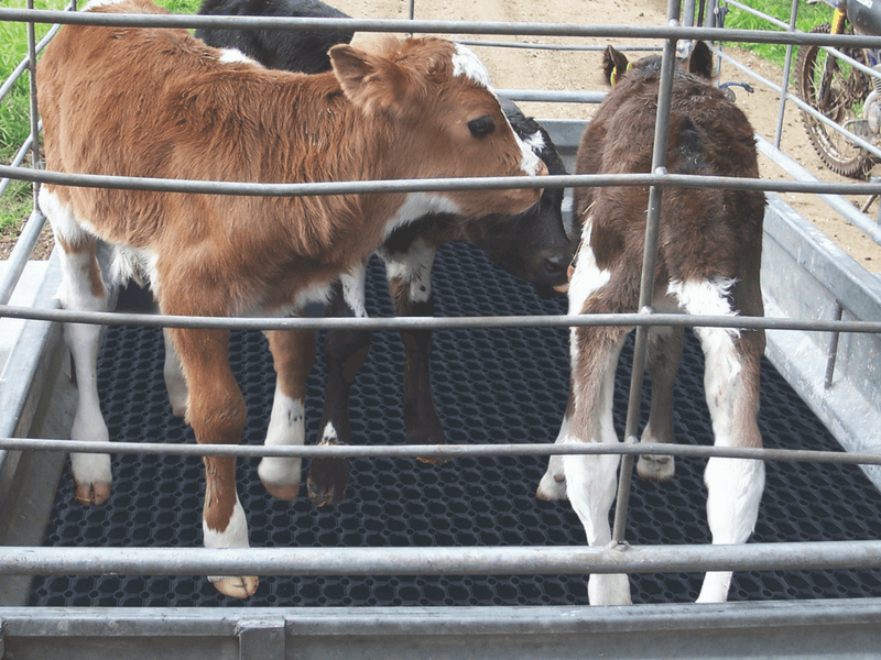 calves in a trailer standing on SureFoot rubber mat