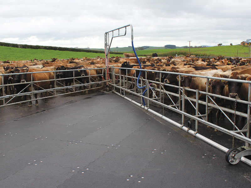 cows on kura mat on a dairy yard