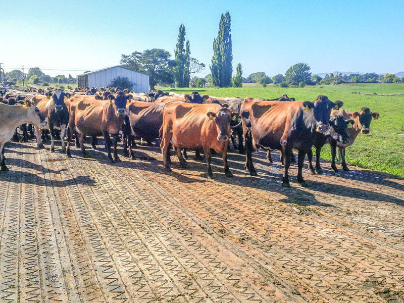 cows on zigzag mat on a dairy track