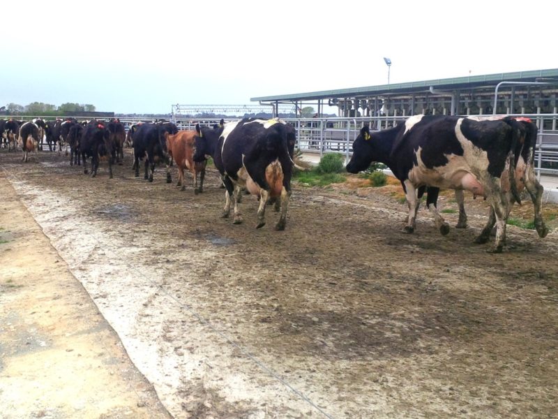 cows walking to the milking shed on cow carpet