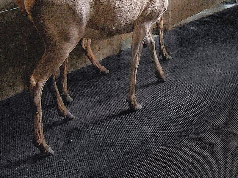 deer standing on unimat deer mats