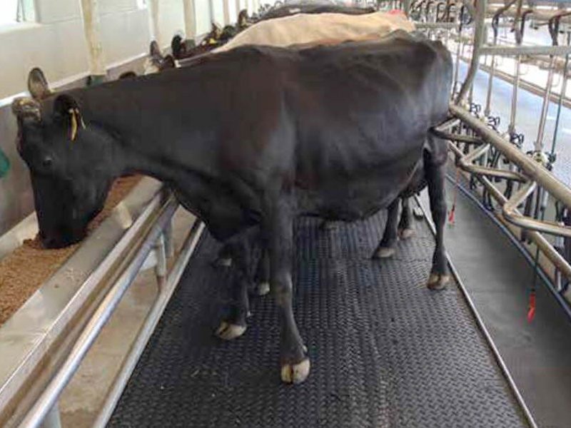 Cow standing on Legend mat on herringbone platform
